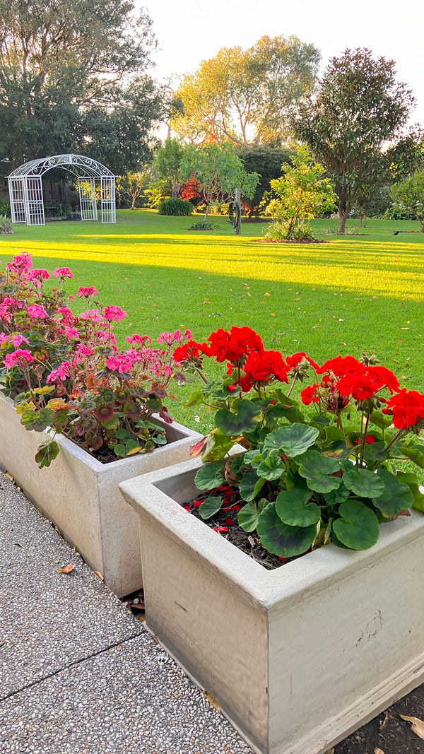 Floral planters with pink and red flowers by the lawn at the Convent at Koroit.