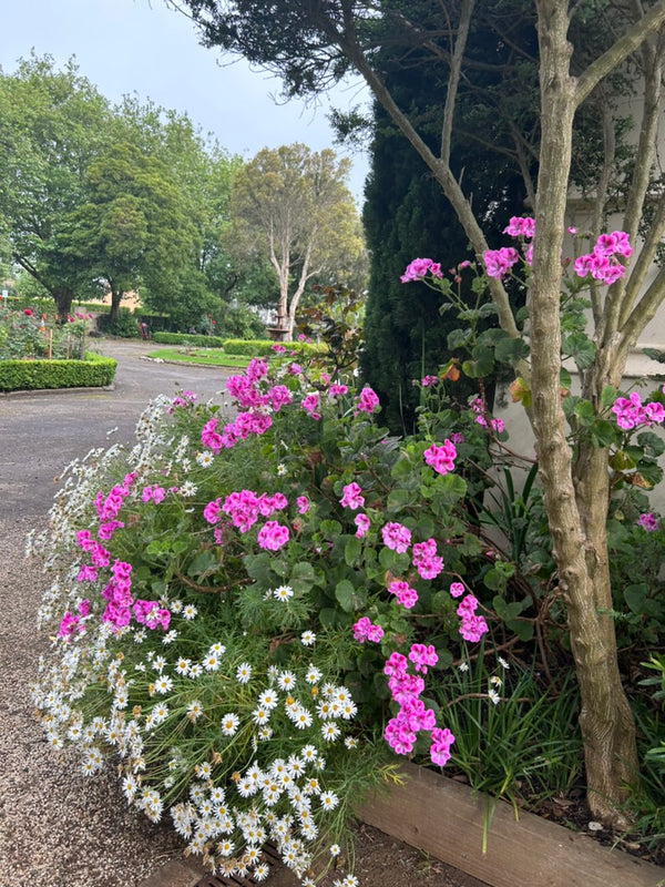 White and pink flowers in the garden at the Convent at Koroit near the entrance way.