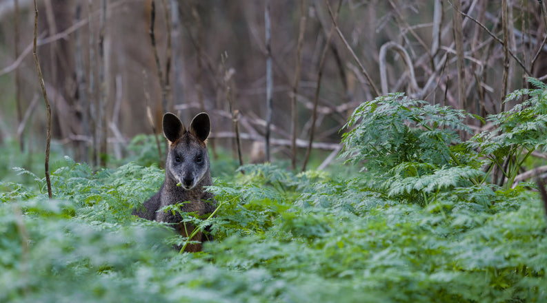 "Kangaroo in morning mist, captured by photographer Tsvibrav in country Victoria. Kangaroos and wallabies are abundant in Tower Hill or Koroit. Evokes the serene, natural beauty of the volcanic landscape."