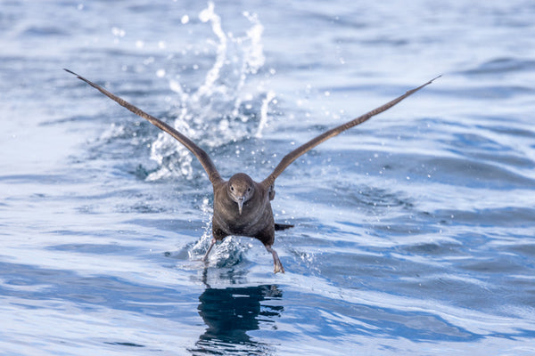 "Bird gliding gracefully across the water, captured in motion by photographer Imogen Warren, showcasing the serene beauty of nature."