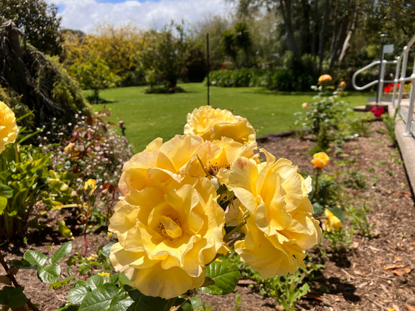 Yellow roses in The Convent at Koroit garden with a blurred background of greenery and accessibility ramp.