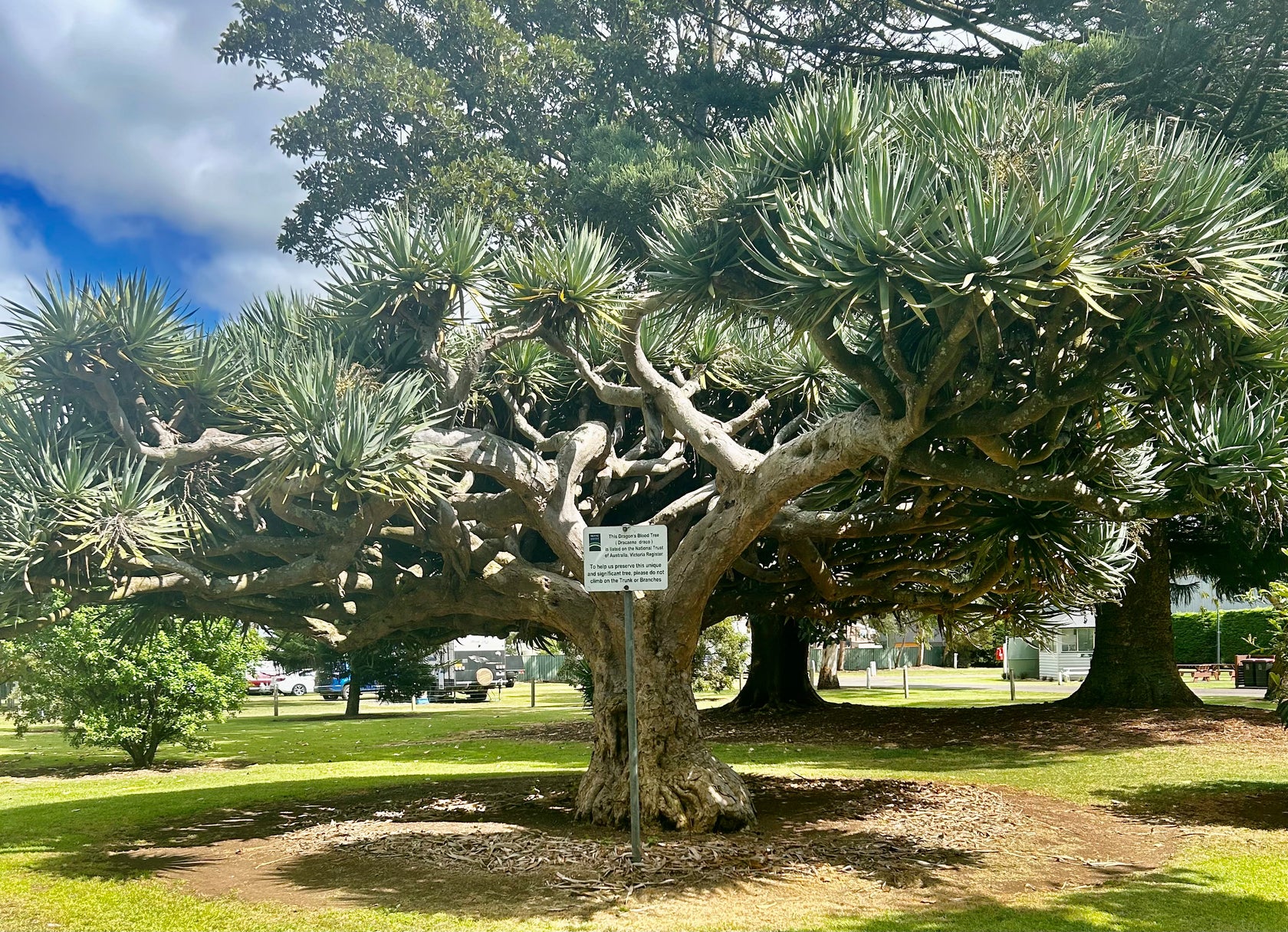 "Botanical Gardens in Koroit featuring lush greenery, native plants, and serene walking paths. The tranquil setting offers peaceful spots for picnics and relaxation, surrounded by the natural beauty of the gardens."