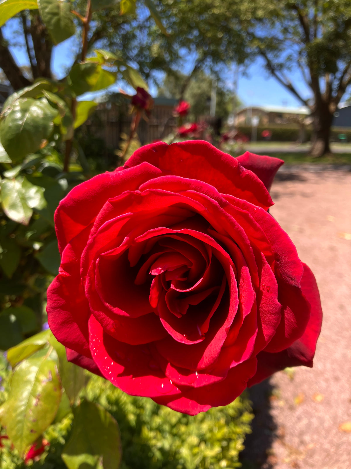 Close-up of a red rose from The Convent at Koroit garden.