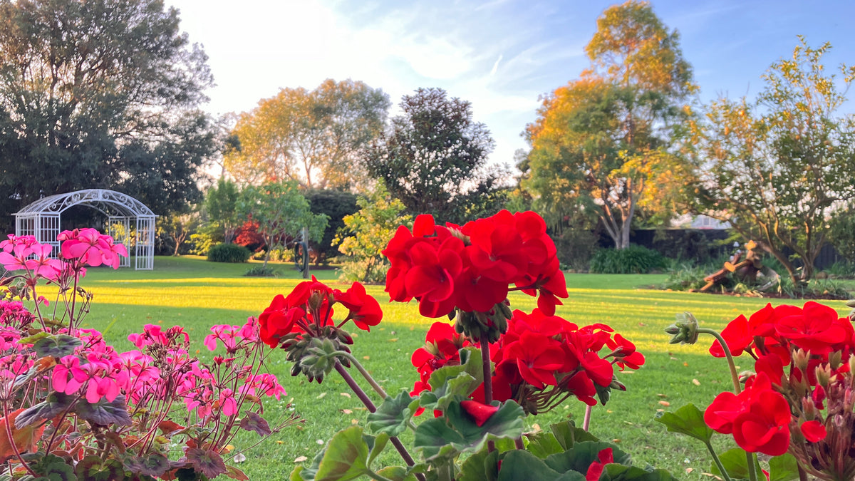 Garden with red and pink flowers in the foreground, green grass, and trees in the background and a white arch at The Convent at Koroit.