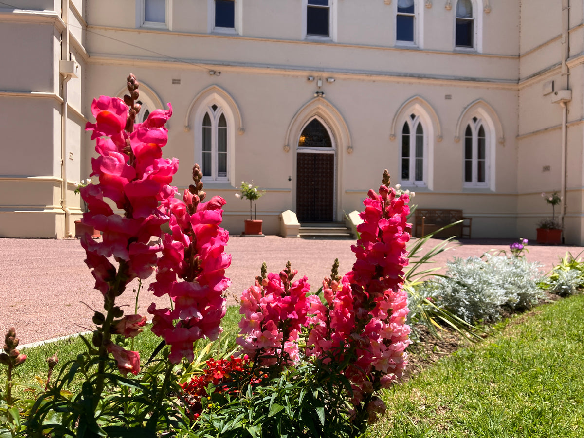 Pink flowers in the roundabout garden of The Convent at Koroit.