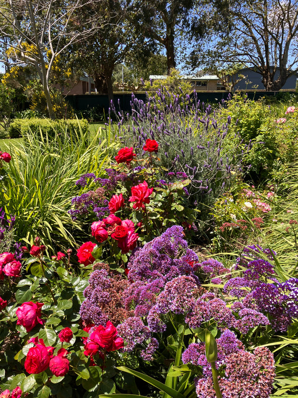 Garden with colourful flowers and roses with trees in the background at The Convent at Koroit.