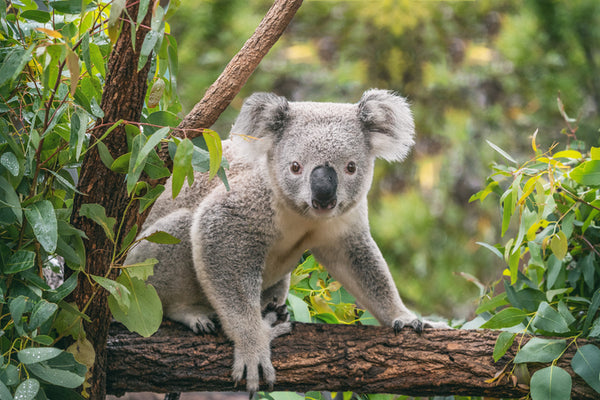 "Koalas may be seen in Tower Hill, Koroit,  photographer Maridav, perched in a eucalyptus tree amidst the natural beauty of the Australian Bush."