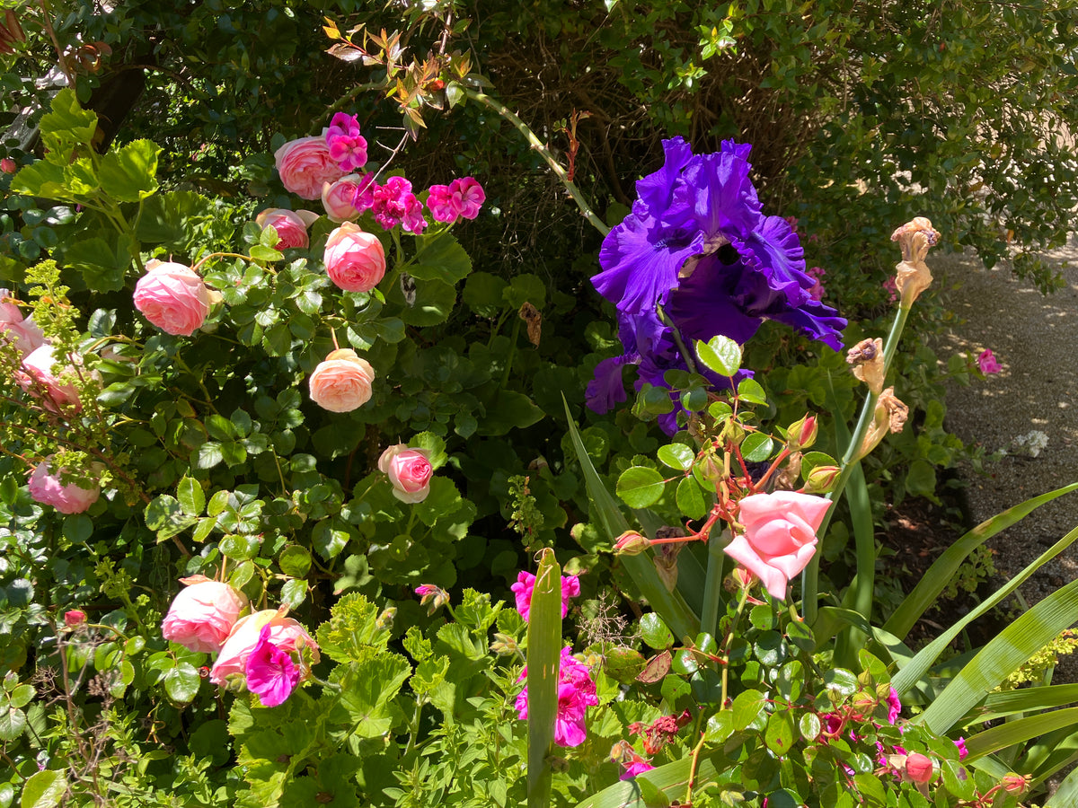 Pink and purple flowers in The Convent at Koroit garden with green foliage.