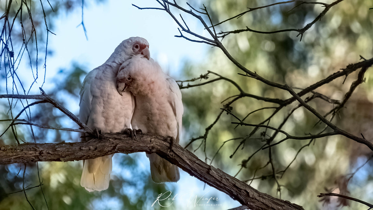 Rob Winfer photo of two Lorikeets together in a tree at the Convent at Koroit.