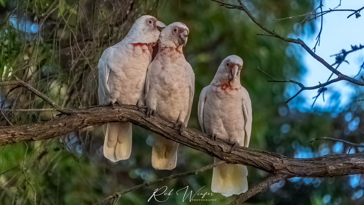 Rob Winfer photo of three Lorikeets together in a tree at the Convent at Koroit.
