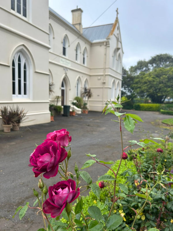 "Roses in full bloom at the Convent at Koroit, displaying vibrant colors and lush petals. The roses add elegance and charm to the serene garden, enhancing the peaceful atmosphere of the historic convent grounds."