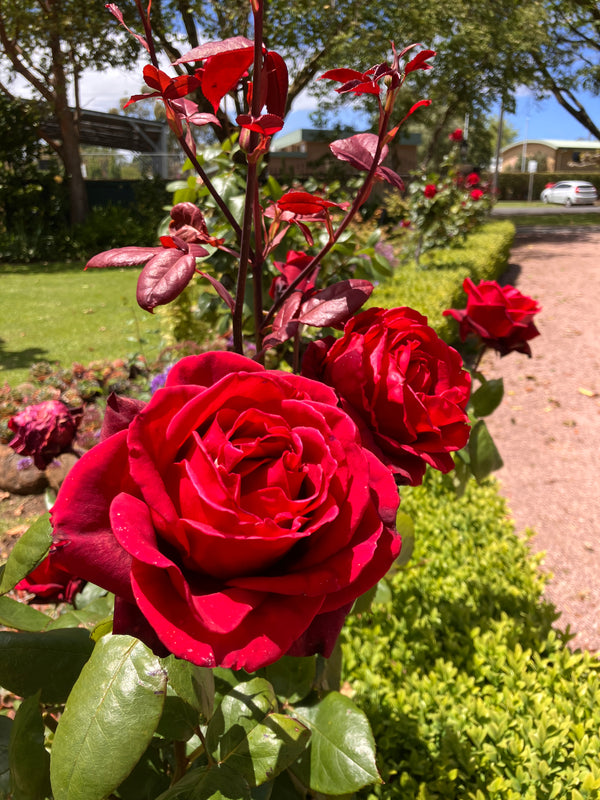 Red roses with green leaves in a garden setting at The Convent at Koroit 