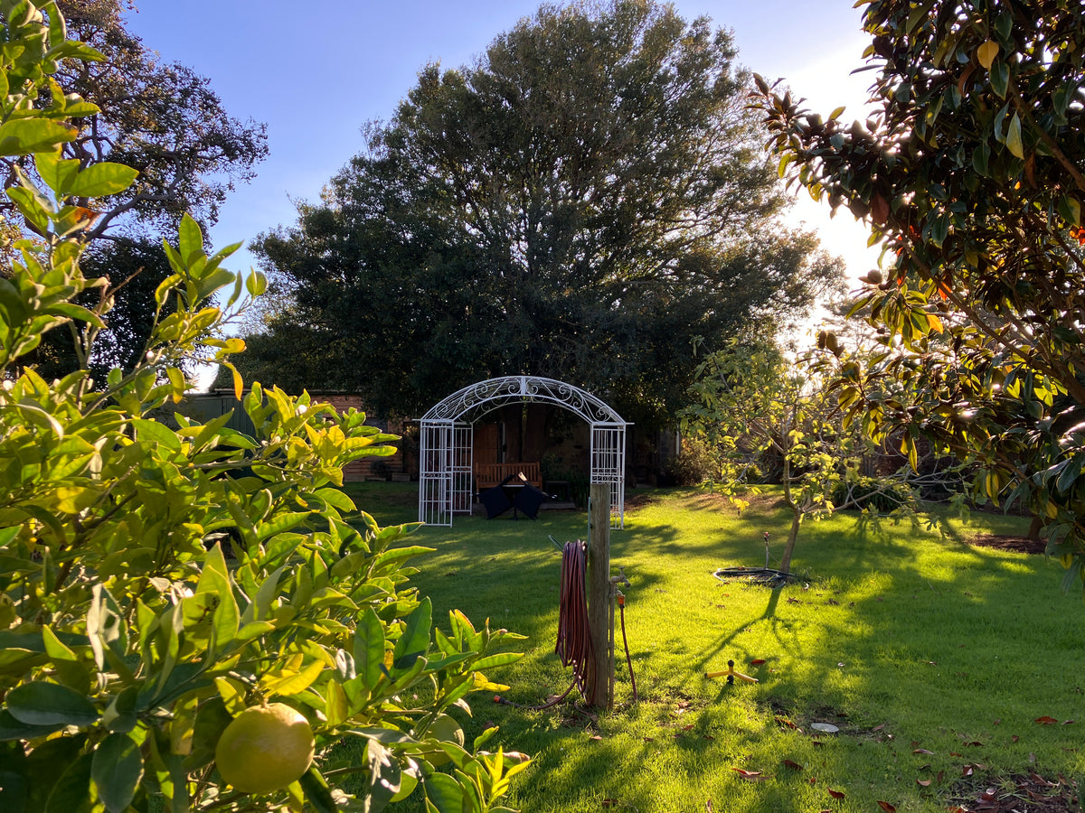 Garden scene with trees, a white metal archway, and a lemon on a sunny day.