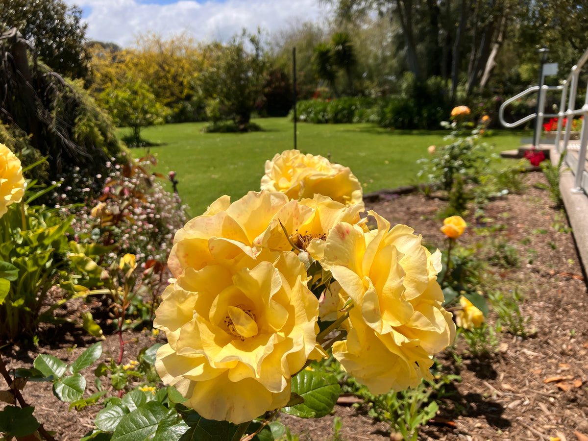 Yellow roses in The Convent at Koroit garden with a blurred background of greenery and accessibility ramp.