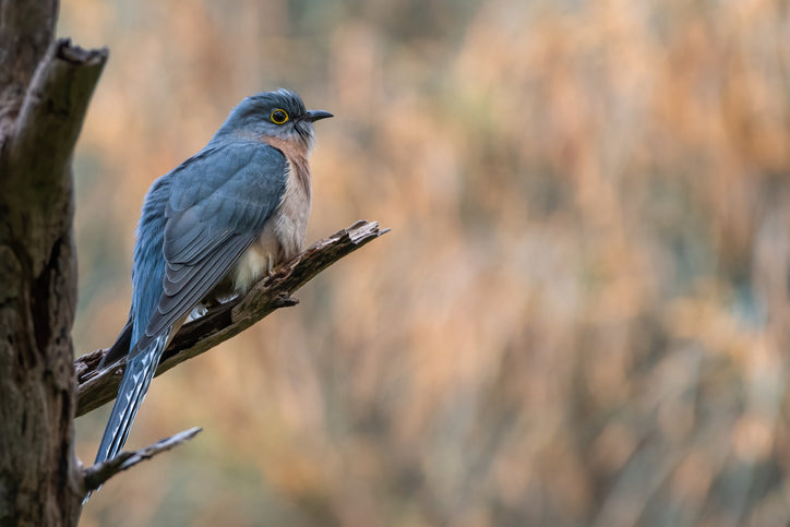 A photo of a bird with blue feathers and a white chest and black eyes with yellow around them. The bird is sitting on a branch.